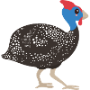 Guinea fowl