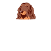 Dachshund