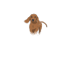 Dachshund