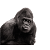 gorilla