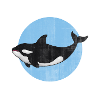 Orca