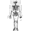 Human skeleton