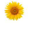 Sunflower - three-quarter art