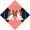 Lattice Cavalier King Charles Spaniel