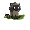 Raccoon