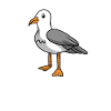 Seagull Seagull