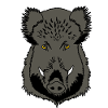 Wild boar head