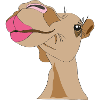 camel