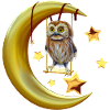 Moon owl