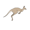 Kangourou Australie