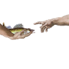 Zander predatory fish painting parody Michelangelo