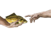 Fresco Michelangelo carp parody
