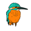 kingfisher