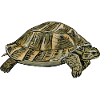 turtle - turtle