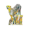 guépard