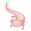 Axolotl