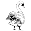 swan