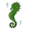 Mandala Seahorse colour