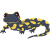 salamander