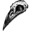 Raven skull