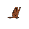 Funny - beaver - animal