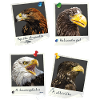 Birds of prey