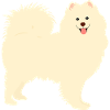 Samoyed Dog