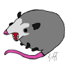 Possum hurlant laid