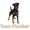 Team pinscher