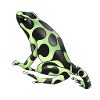 Poison dart frog (Dendrobates auratus)