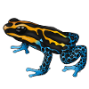 Poison dart frog (Ratinomeya variabilis)