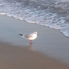 Poster seagull birds