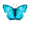 Butterfly blue