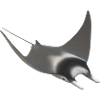 3d stingrays