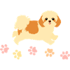 Shih Tzu and Paw Prints