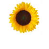 sunflower yellow