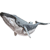 Humpback Whale