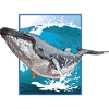 Humpback Whale