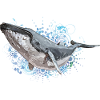 Humpback Whale