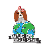 Cavalier King
