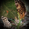 Jaguar 2