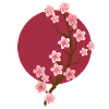 Sakura cherry blossom