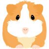 Guinea Pig