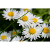 Marguerite