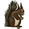 squirrel squirrel eichhörnchen esquilo hazelnut