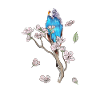 Budgerigar gift idea cockatiel parakeet