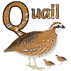 Q For Quail & Chicks