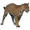 jaguar 2