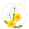 Mælkebøtter og gule mælkebøtte blomster i rammen