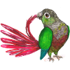 Brushing green-cheeked parakeet.